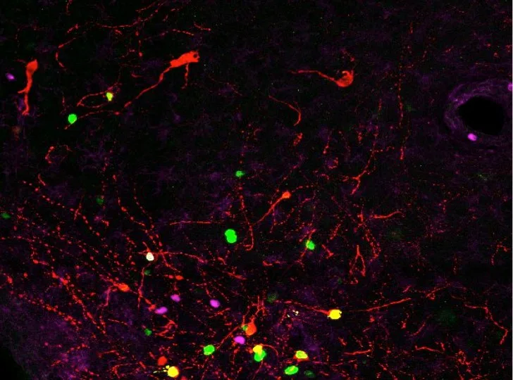 findmycells